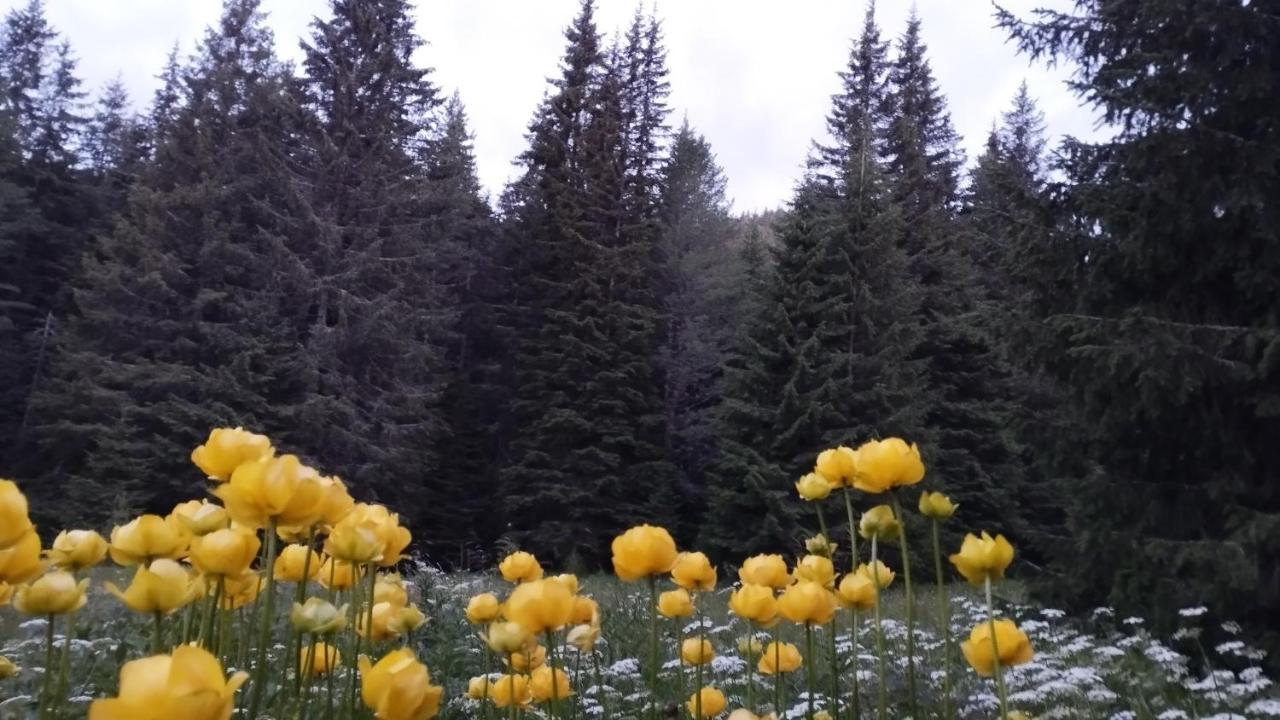 Хижа Ловна В Рила 潘尼希特 外观 照片